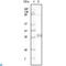 Solute Carrier Family 17 Member 1 antibody, LS-C814059, Lifespan Biosciences, Western Blot image 