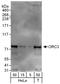Origin Recognition Complex Subunit 3 antibody, A302-736A, Bethyl Labs, Western Blot image 