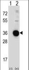 Rtp801 antibody, LS-C167322, Lifespan Biosciences, Western Blot image 