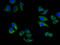 ARA antibody, LS-C680113, Lifespan Biosciences, Immunofluorescence image 