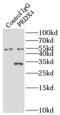 Peroxiredoxin 4 antibody, FNab06757, FineTest, Immunoprecipitation image 