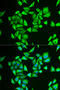 Phosphoglucomutase 1 antibody, 22-113, ProSci, Immunofluorescence image 