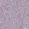 BLNK antibody, HPA038310, Atlas Antibodies, Immunohistochemistry frozen image 