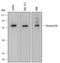 Annexin A6 antibody, MAB5186, R&D Systems, Western Blot image 