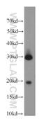 Cystatin 8 antibody, 18183-1-AP, Proteintech Group, Western Blot image 