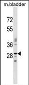 Nucleotide Binding Protein Like antibody, PA5-72036, Invitrogen Antibodies, Western Blot image 