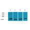 Cytochrome C Oxidase Subunit 4I1 antibody, LS-C387752, Lifespan Biosciences, Western Blot image 