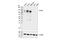 Prominin 1 antibody, 64326S, Cell Signaling Technology, Western Blot image 