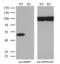 RB Binding Protein 7, Chromatin Remodeling Factor antibody, MA5-25746, Invitrogen Antibodies, Western Blot image 