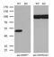 RB Binding Protein 7, Chromatin Remodeling Factor antibody, MA5-25746, Invitrogen Antibodies, Western Blot image 