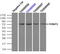 Fermitin Family Member 2 antibody, LS-C114604, Lifespan Biosciences, Immunoprecipitation image 