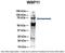 WW Domain Binding Protein 11 antibody, 26-115, ProSci, Immunoprecipitation image 