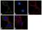 Calbindin 1 antibody, 702411, Invitrogen Antibodies, Immunofluorescence image 