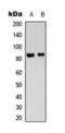 Ataxin 1 antibody, orb393218, Biorbyt, Western Blot image 