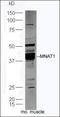 CDK-activating kinase assembly factor MAT1 antibody, orb101218, Biorbyt, Western Blot image 