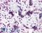 Caspase Recruitment Domain Family Member 14 antibody, LS-B4697, Lifespan Biosciences, Immunohistochemistry frozen image 