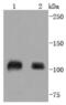 Sp1 Transcription Factor antibody, NBP2-67159, Novus Biologicals, Western Blot image 