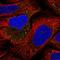 Interleukin 1 Receptor Associated Kinase 2 antibody, HPA050520, Atlas Antibodies, Immunofluorescence image 