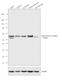 Autophagy Related 5 antibody, PA1-46178, Invitrogen Antibodies, Western Blot image 