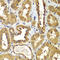 RAB1B, Member RAS Oncogene Family antibody, 22-997, ProSci, Immunohistochemistry frozen image 