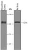 CD34 antibody, AF6518, R&D Systems, Western Blot image 