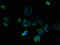 Solute Carrier Family 25 Member 33 antibody, LS-C379678, Lifespan Biosciences, Immunofluorescence image 