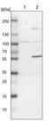 NudC Domain Containing 1 antibody, PA5-54716, Invitrogen Antibodies, Western Blot image 