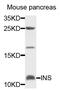 Insulin antibody, MBS127210, MyBioSource, Western Blot image 