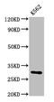 Chloride Intracellular Channel 2 antibody, CSB-PA005547LA01HU, Cusabio, Western Blot image 