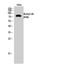 Ubiquitin A-52 Residue Ribosomal Protein Fusion Product 1 antibody, STJ97364, St John
