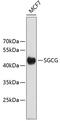 Sarcoglycan Gamma antibody, 19-282, ProSci, Western Blot image 
