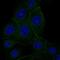 VANGL Planar Cell Polarity Protein 1 antibody, MA5-24592, Invitrogen Antibodies, Immunofluorescence image 