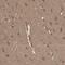 POU domain, class 3, transcription factor 4 antibody, PA5-56895, Invitrogen Antibodies, Immunohistochemistry frozen image 