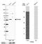 Tripartite Motif Containing 58 antibody, NBP1-88608, Novus Biologicals, Western Blot image 