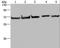 Heat Shock Protein Family A (Hsp70) Member 9 antibody, LS-C405033, Lifespan Biosciences, Western Blot image 
