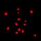 Stromal Antigen 3 antibody, LS-C368851, Lifespan Biosciences, Immunofluorescence image 