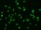 Glucocorticoid Modulatory Element Binding Protein 1 antibody, 200567-T02, Sino Biological, Immunohistochemistry paraffin image 