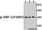 Rho GTPase Activating Protein 35 antibody, A03592Y1087, Boster Biological Technology, Western Blot image 