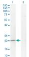 TP53RK Binding Protein antibody, H00051002-M01, Novus Biologicals, Western Blot image 