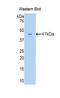 Oxytocin Receptor antibody, LS-C295747, Lifespan Biosciences, Western Blot image 