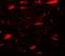 Mitogen-activated protein kinase scaffold protein 1 antibody, LS-C336139, Lifespan Biosciences, Immunofluorescence image 