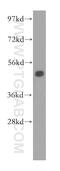 ERGIC And Golgi 3 antibody, 16029-1-AP, Proteintech Group, Western Blot image 