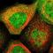 Maternal Embryonic Leucine Zipper Kinase antibody, NBP1-83031, Novus Biologicals, Immunofluorescence image 