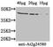 Arabidopsis thaliana Probable sarcosine oxidase  antibody, orb240394, Biorbyt, Western Blot image 