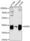N-Acetylneuraminate Synthase antibody, A4778, ABclonal Technology, Western Blot image 