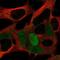 MAGE Family Member A10 antibody, NBP2-57820, Novus Biologicals, Immunofluorescence image 