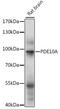 Phosphodiesterase 10A antibody, 16-127, ProSci, Western Blot image 