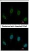 TPR repeat-containing protein C10orf93 antibody, NBP2-15632, Novus Biologicals, Immunofluorescence image 