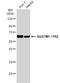 Sequestosome 1 antibody, NBP2-43663, Novus Biologicals, Western Blot image 