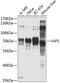 YAP1 antibody, GTX64337, GeneTex, Western Blot image 